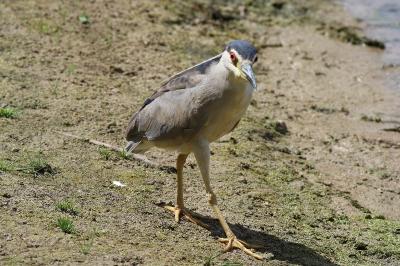 Nycticorax nycticorax