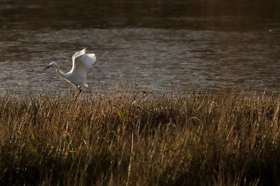 Egretta garzetta