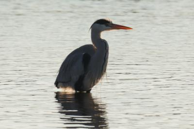 Ardea cinerea