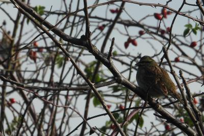 Emberiza cirlus