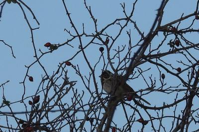 Emberiza schoeniclus
