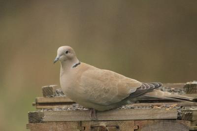 Streptopelia decaocto