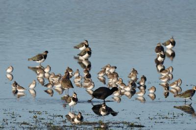 Calidris alpina