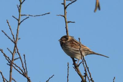 Emberiza schoeniclus