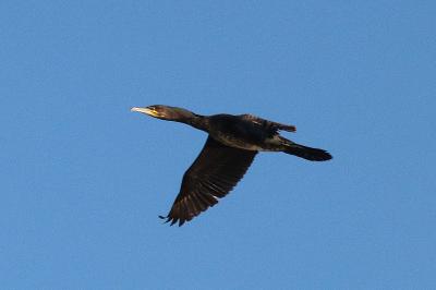 Phalacrocoracidae