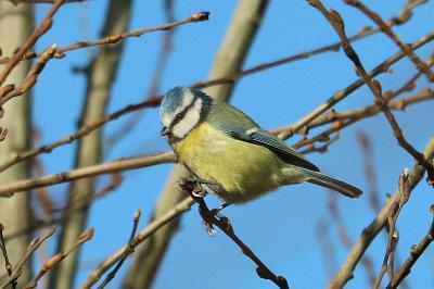 Cyanistes caeruleus