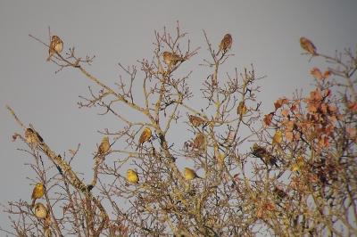 Emberiza citrinella