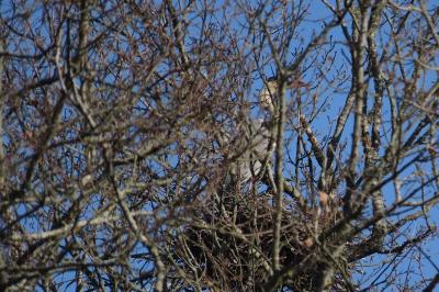 Ardea cinerea