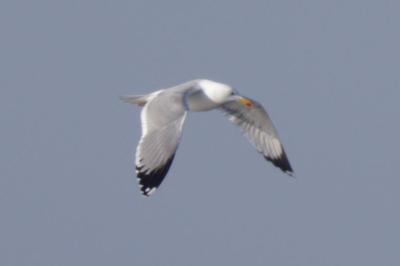 Larus michahellis