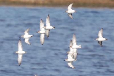 Calidris alpina
