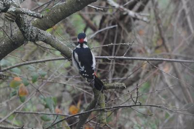 Dendrocopos major
