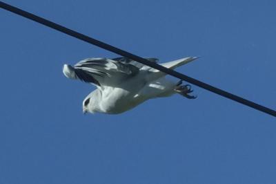 Elanus caeruleus