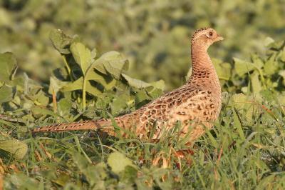 Phasianus colchicus