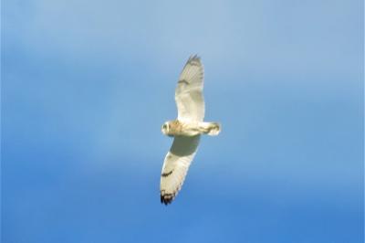 Asio flammeus