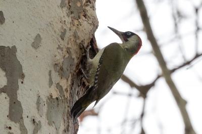 Picus viridis