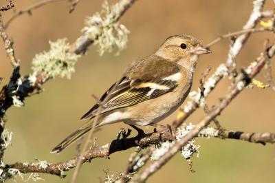 Fringilla coelebs