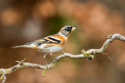Fringillidae