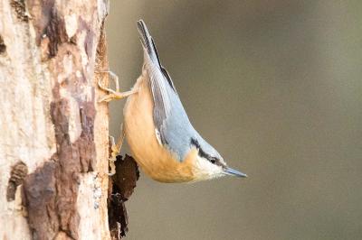 Sittidae