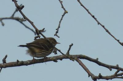 Anthus pratensis