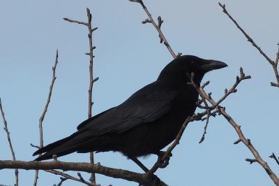Corvus corone