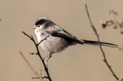 Aegithalos caudatus