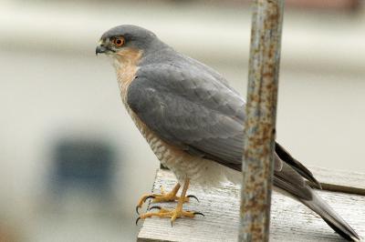 Accipiter nisus