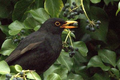 Turdus merula