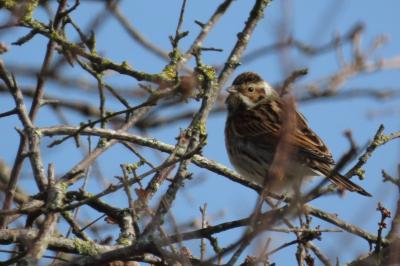 Emberiza schoeniclus