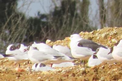 Larus fuscus