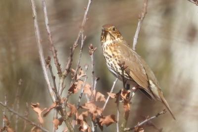 Turdus philomelos