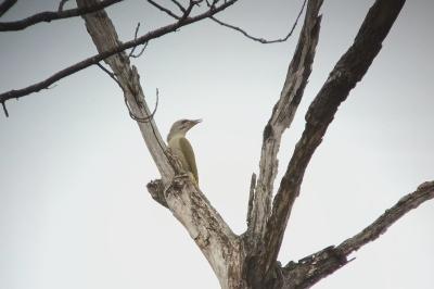 Picus canus