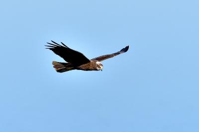 Circus aeruginosus