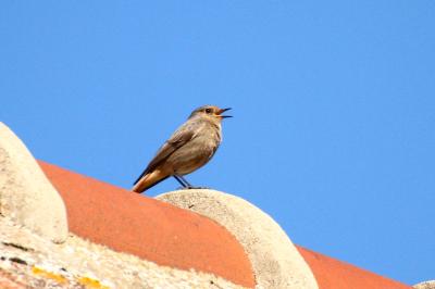 Phoenicurus ochruros