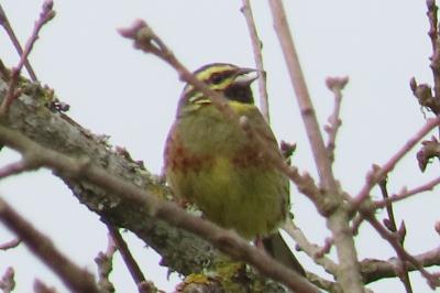 Emberiza cirlus