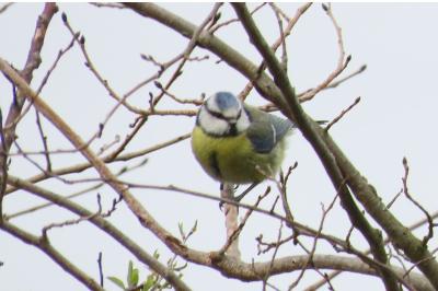 Cyanistes caeruleus