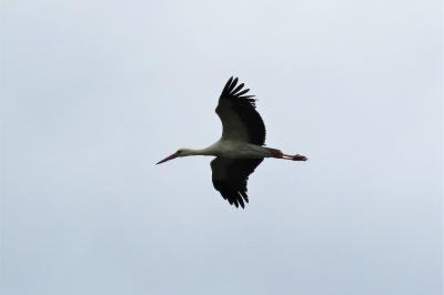 Ciconia ciconia