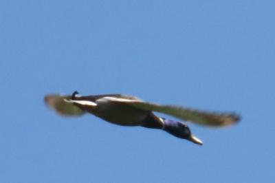 Anas platyrhynchos