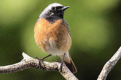 Phoenicurus phoenicurus