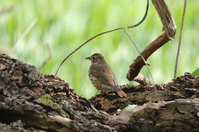 Turdus philomelos