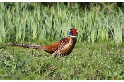Phasianus colchicus