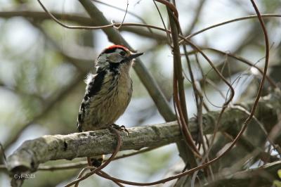 Dendrocopos major