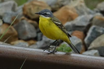 Motacilla flava