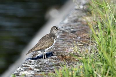 Actitis hypoleucos