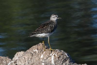 Tringa glareola