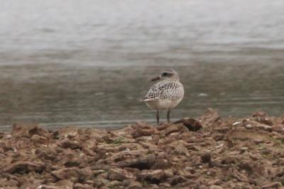 Pluvialis squatarola