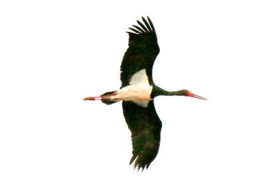 Ciconia nigra