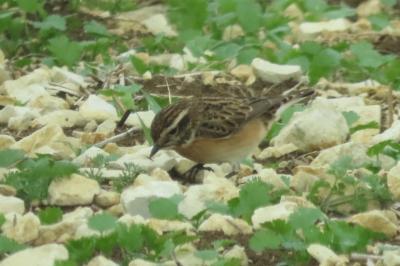 Saxicola rubetra