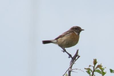 Saxicola rubicola
