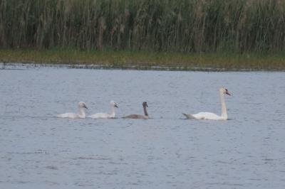 Cygnus olor