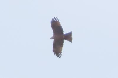 Milvus migrans